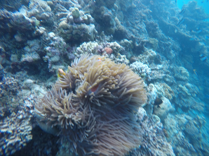 中央格兰德岛